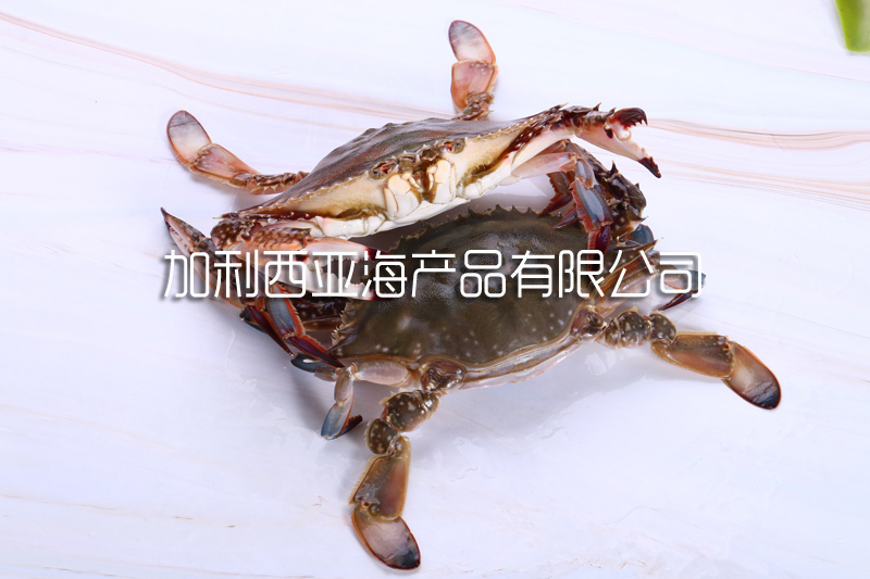 梭子蟹（飞蟹）